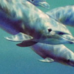 Детская Мульти Дельфины