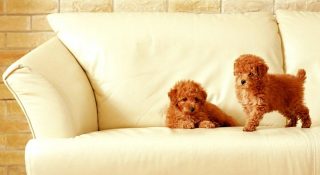 Какой диван выбрать если есть домашнее животное